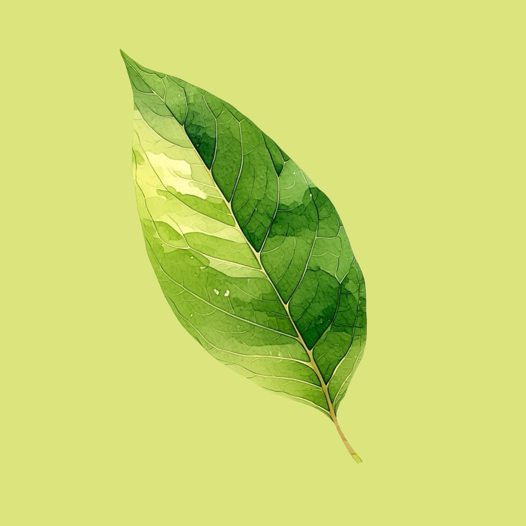 Botanical Leaves PNG Clipart