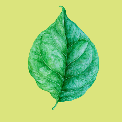 Botanical Leaves PNG Clipart