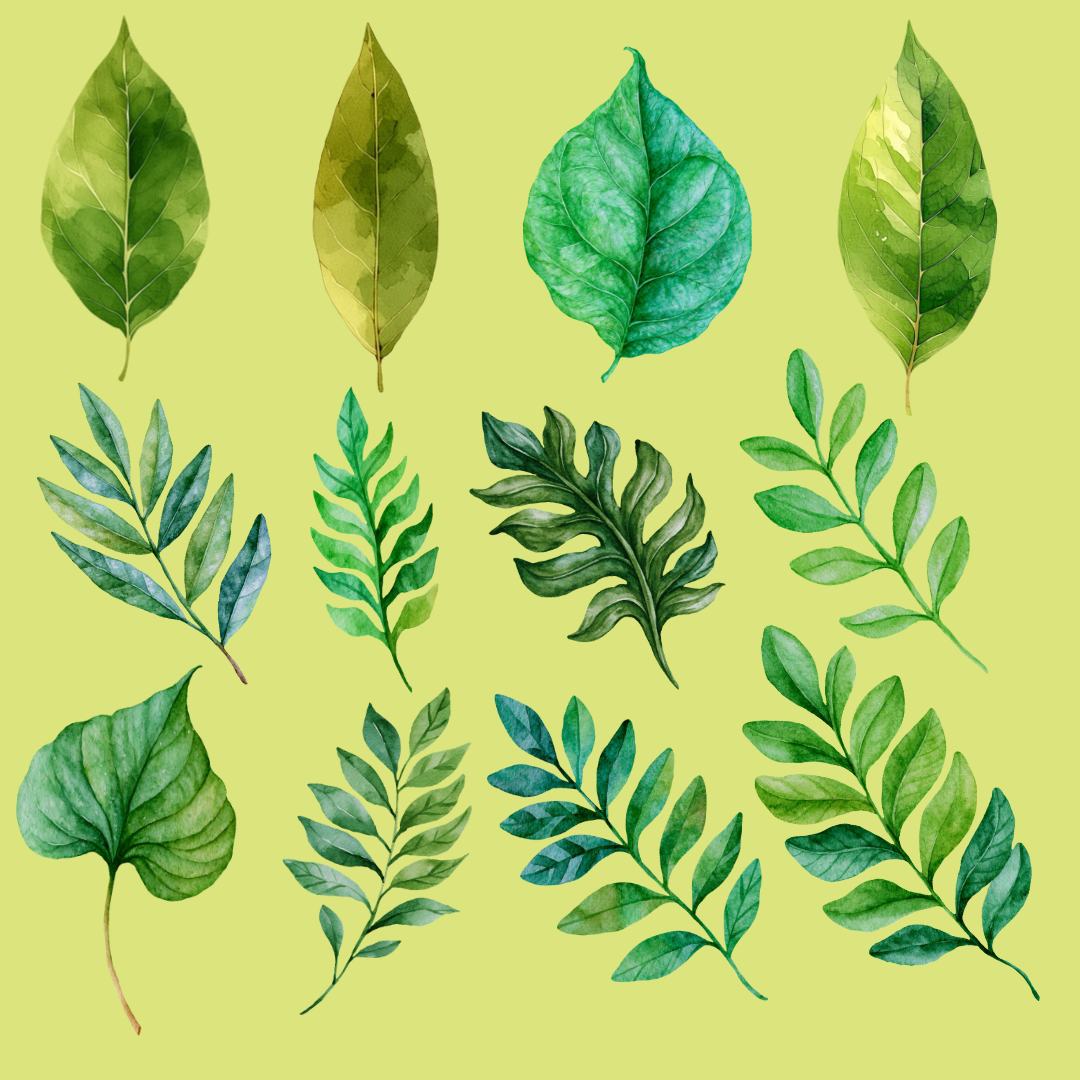 Botanical Leaves PNG Clipart
